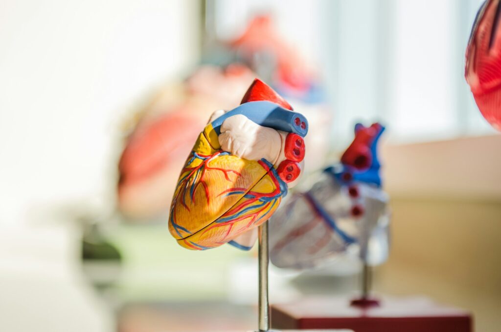 model or heart and cardiovascular system
